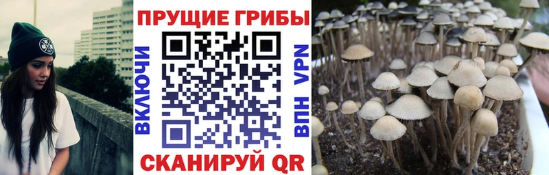 Псилоцибиновые грибы GOLDEN TEACHER  Купить  Унеча 
